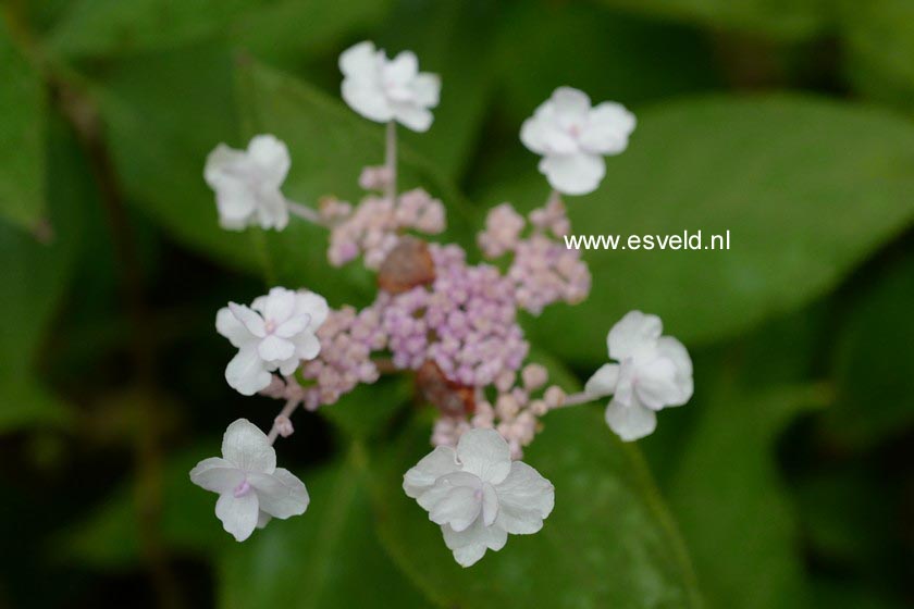 Hydrangea involucrata 'Plena'