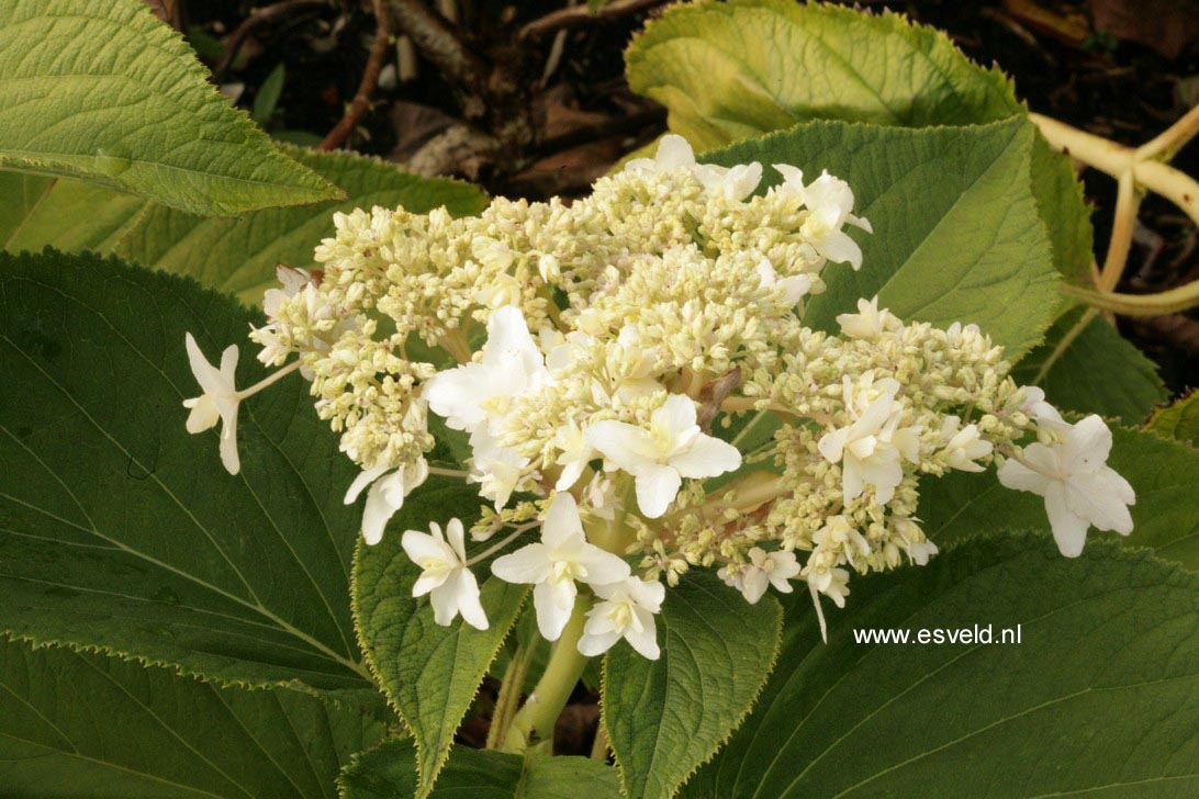 Hydrangea involucrata 'Plenissima'