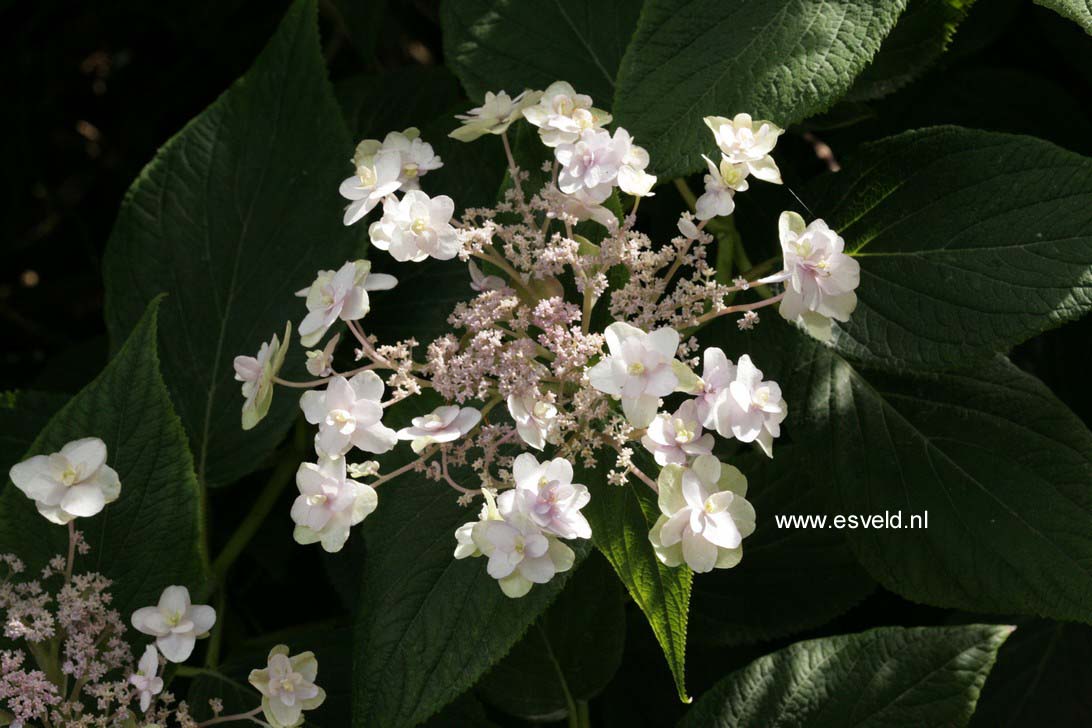 Hydrangea involucrata 'Tokado-yama'