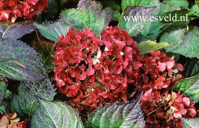 Hydrangea macrophylla 'Admiration'