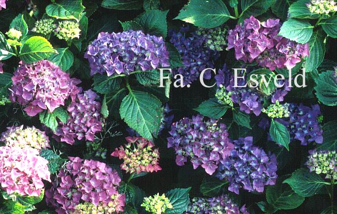 Hydrangea macrophylla 'Adria'