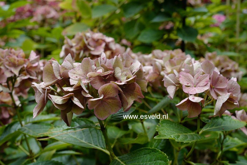 Hydrangea macrophylla 'Alpengluehn'