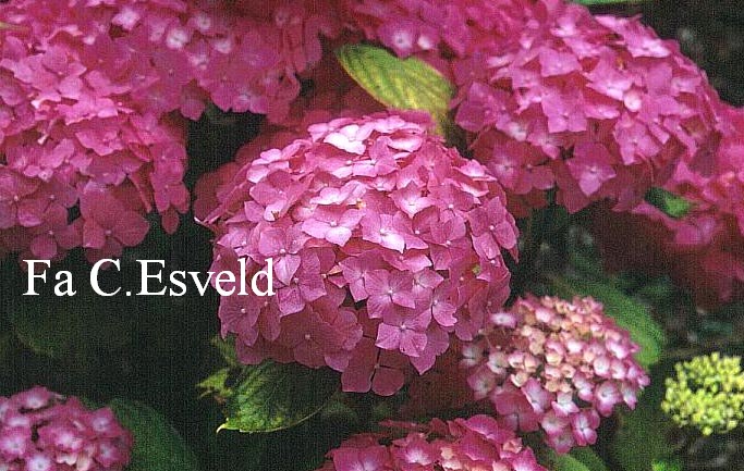 Hydrangea macrophylla 'America'