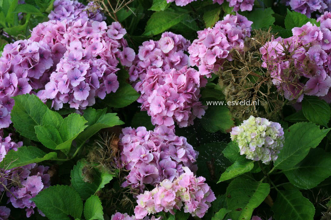 Hydrangea macrophylla 'Amethyst'