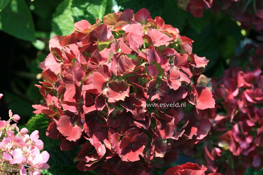 Hydrangea macrophylla 'Andriesia'