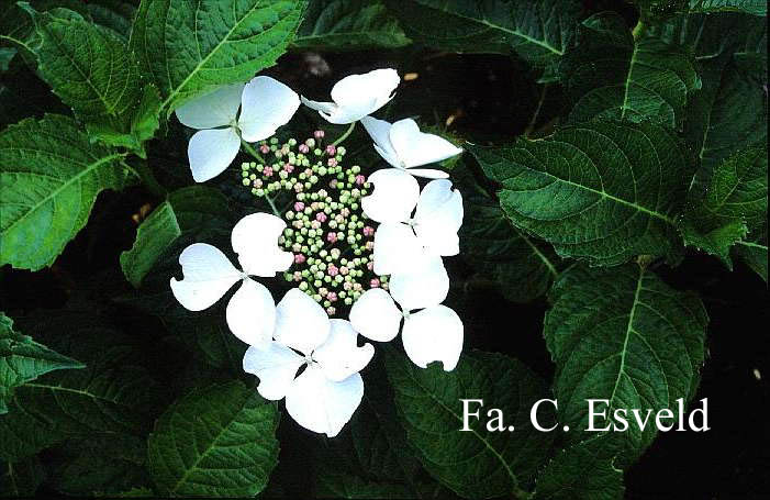 Hydrangea macrophylla 'Angel Light'