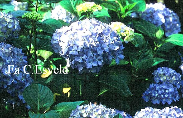 Hydrangea macrophylla 'Autumn Joy'