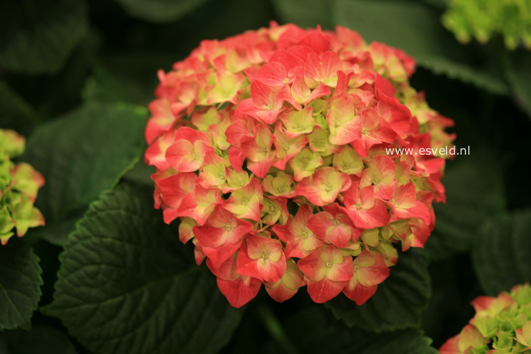 Hydrangea macrophylla 'Bastei' (28830)