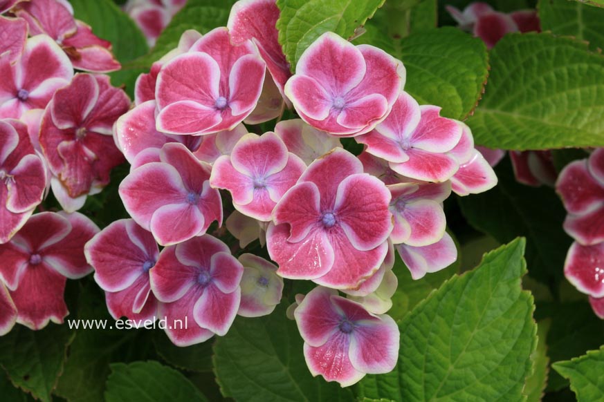 Hydrangea macrophylla 'Bavaria'