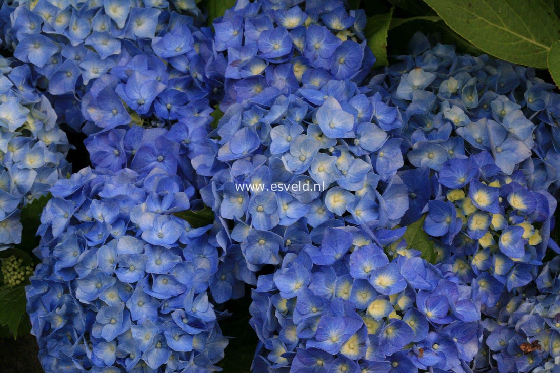Hydrangea macrophylla 'Bela'