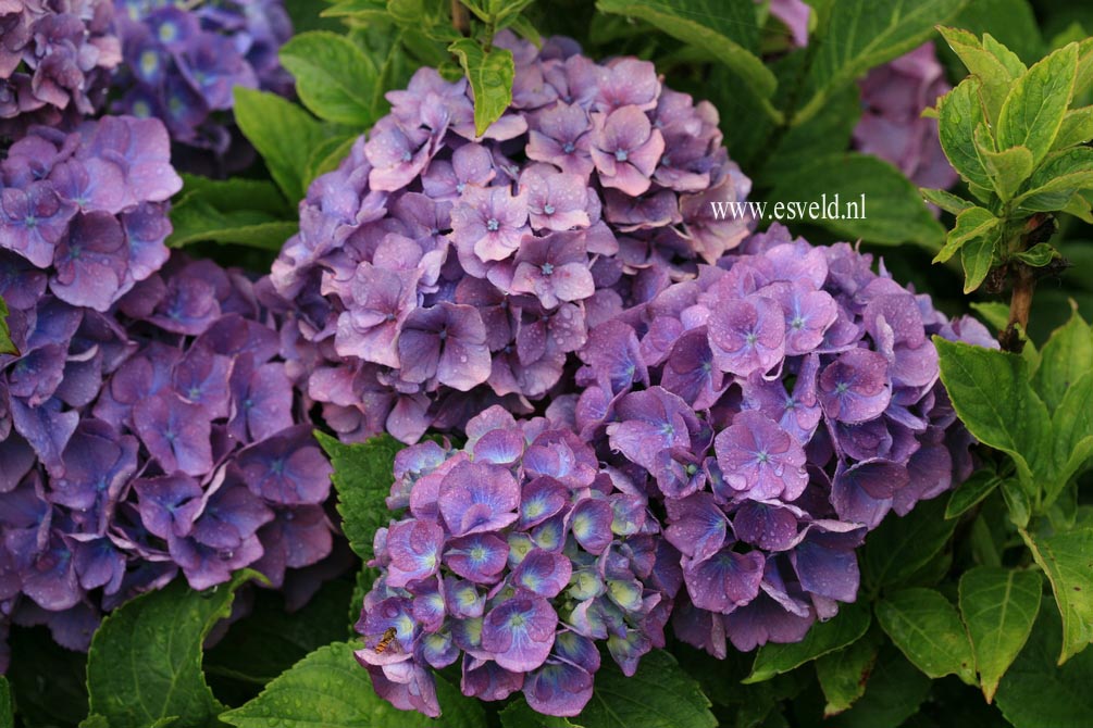 Hydrangea macrophylla 'Benelux'