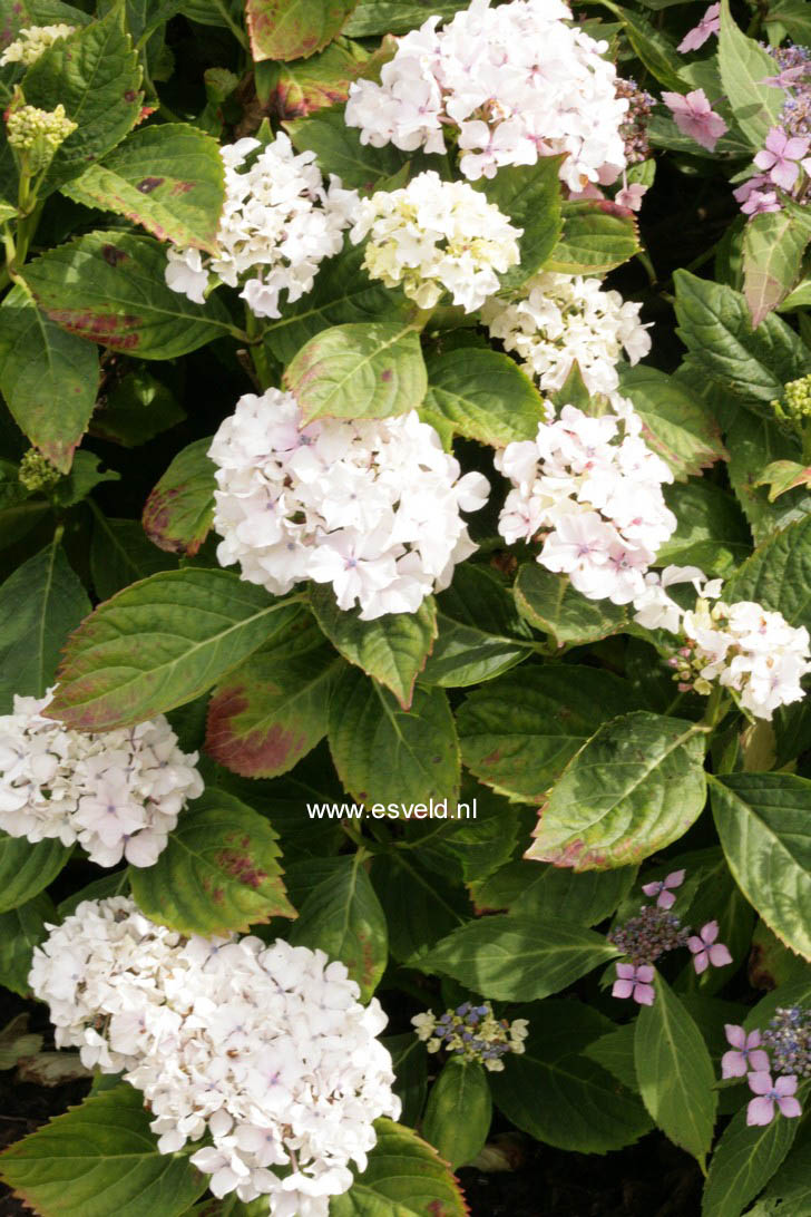 Hydrangea macrophylla 'Bichon'