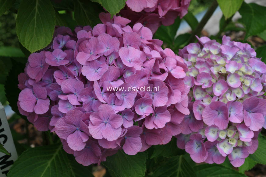 Hydrangea macrophylla 'Big Mama'