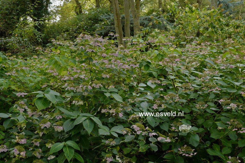 Hydrangea macrophylla 'Blanc Bleu Vasterival'