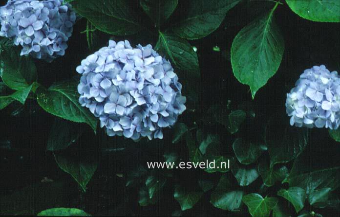 Hydrangea macrophylla 'Blauer Prinz'