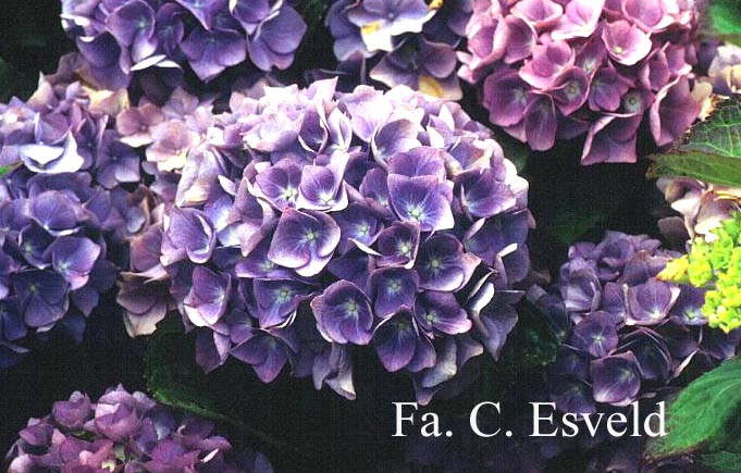 Hydrangea macrophylla 'Blauer Zwerg' (LAVBLAA)