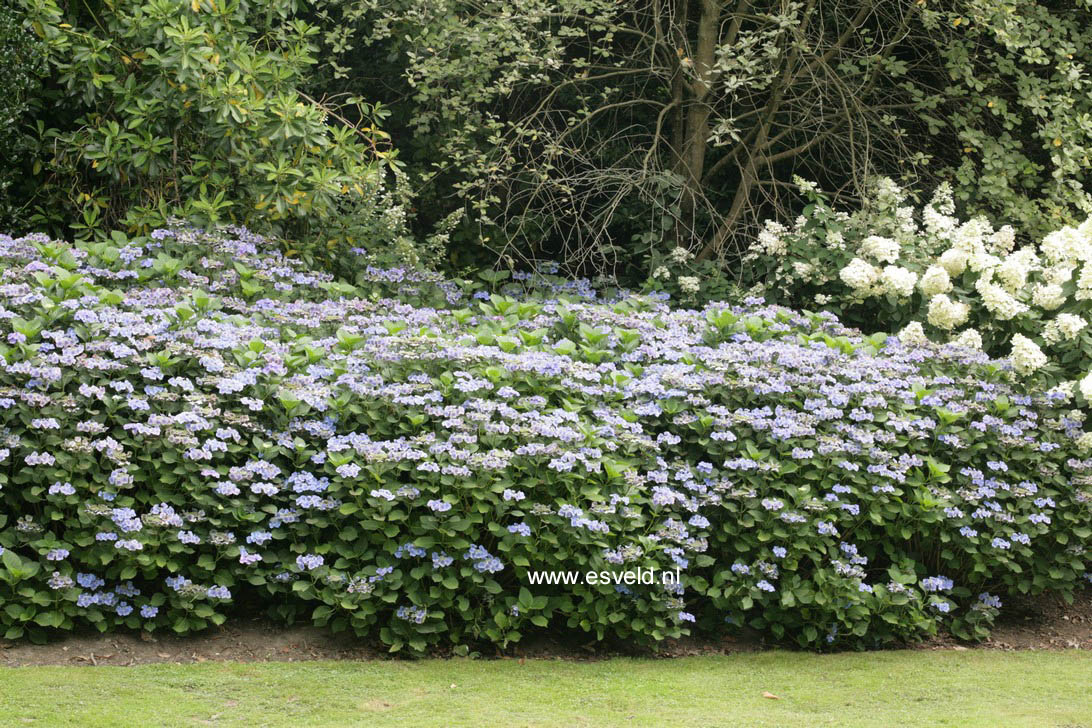 Hydrangea macrophylla 'Blaumeise'