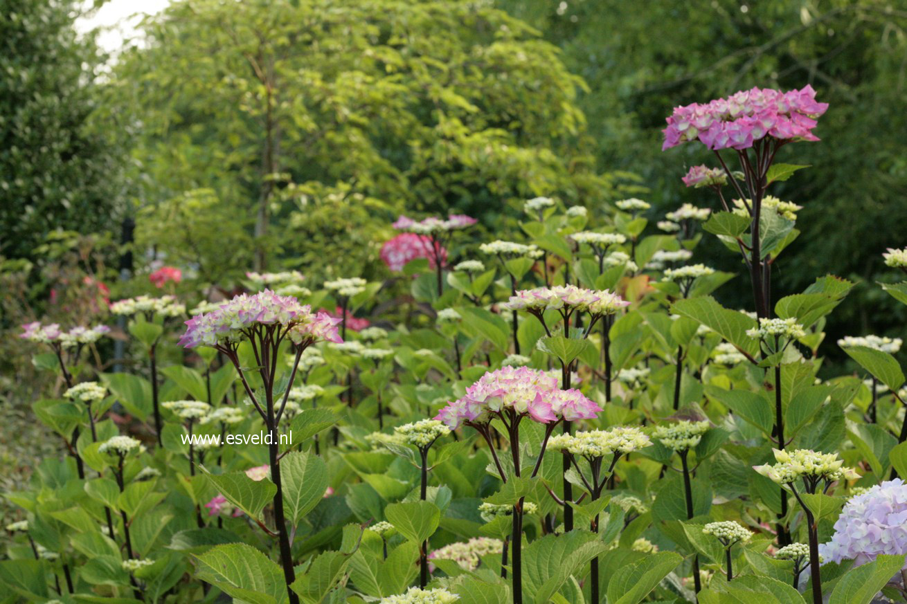 Hydrangea macrophylla 'Blue Ball' (BLACK STEEL)