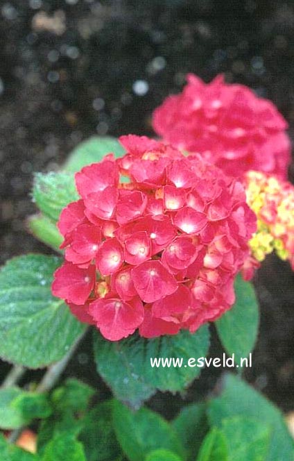 Hydrangea macrophylla 'Blue Buck'