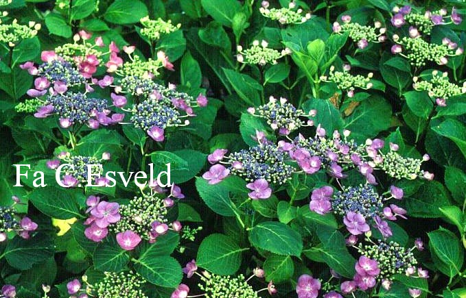 Hydrangea macrophylla 'Blue Lagoon'