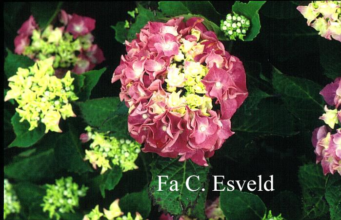 Hydrangea macrophylla 'Bosco'