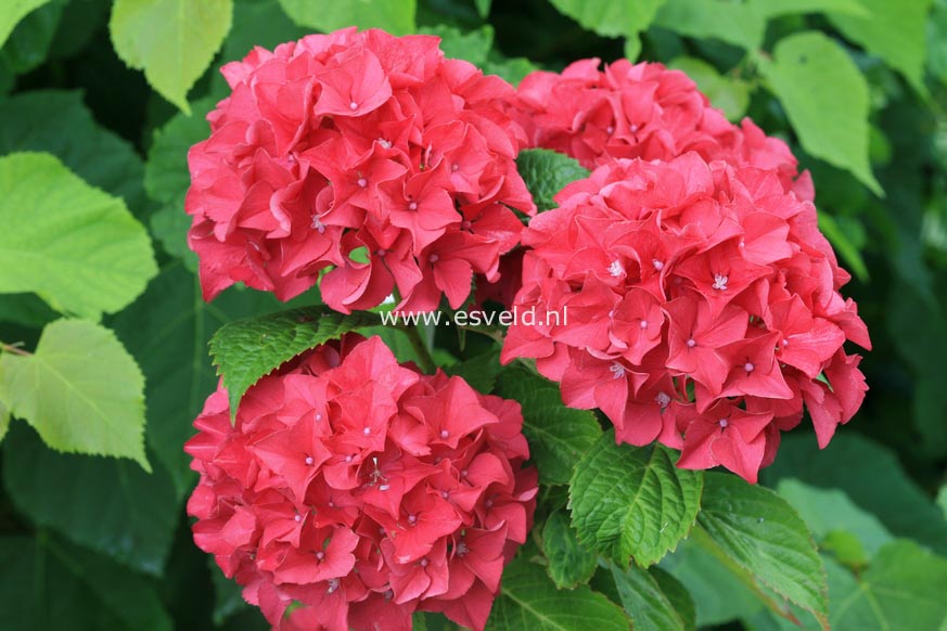 Hydrangea macrophylla 'Bottstein'