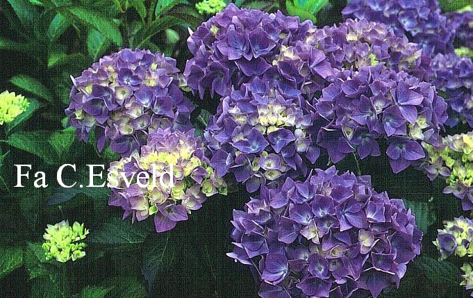 Hydrangea macrophylla 'Brilliant'