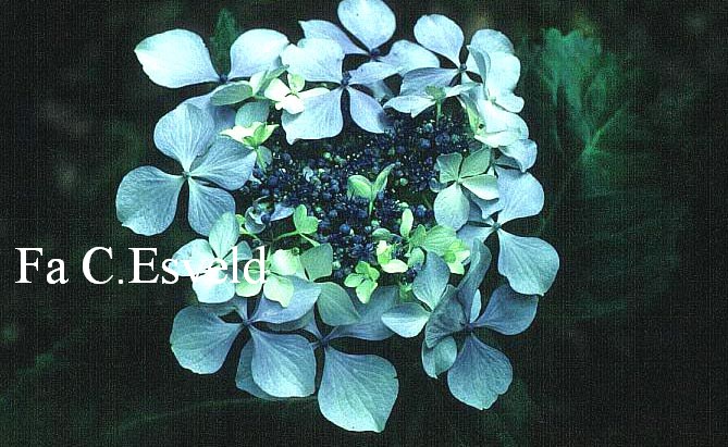 Hydrangea macrophylla 'Brympton Mauve'