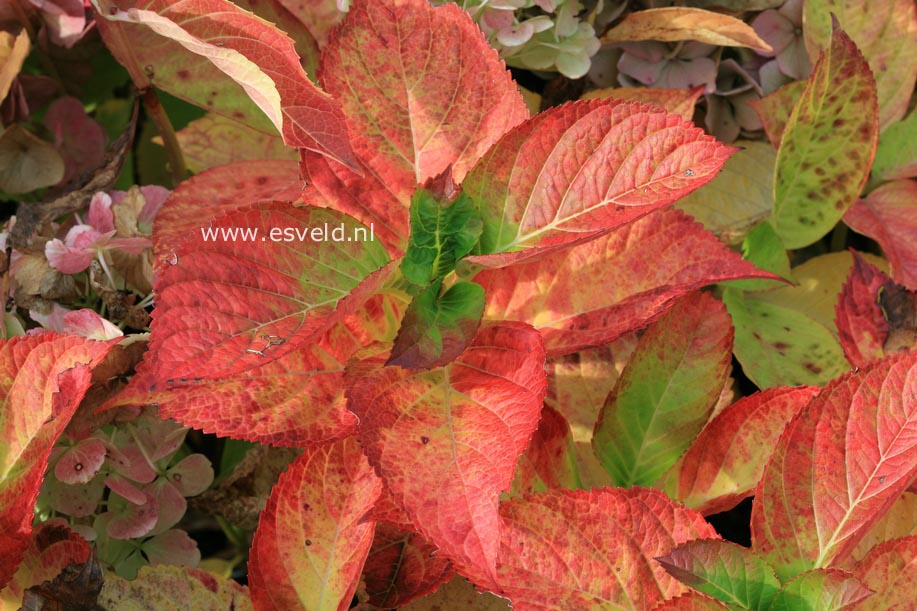 Hydrangea macrophylla 'Chaperon Rouge'