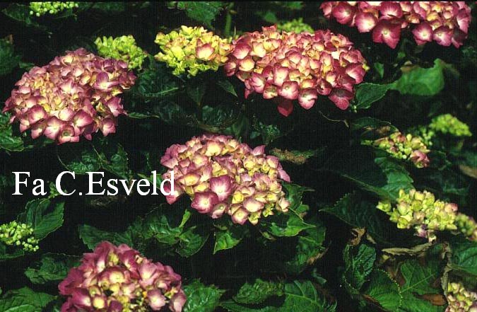 Hydrangea macrophylla 'Constellation'