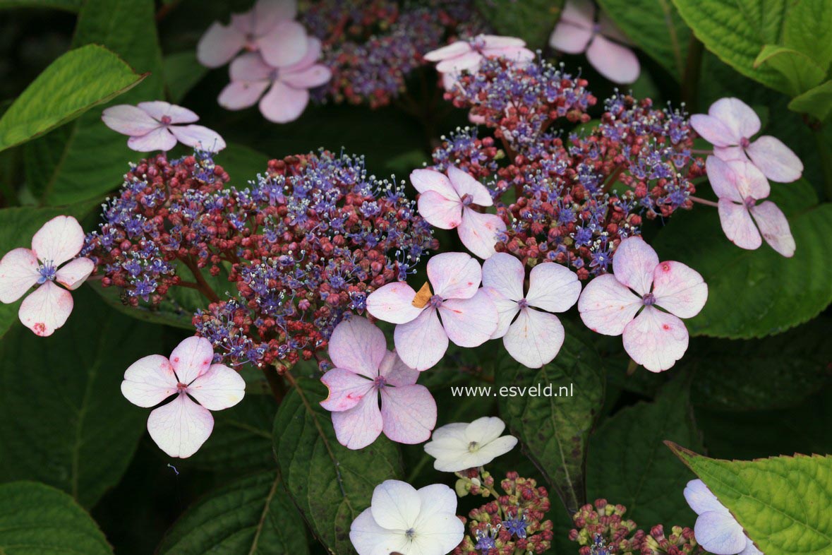 Hydrangea macrophylla 'Curtis Legacy'