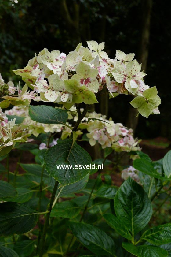 Hydrangea macrophylla 'Dr. Jean Varnier'