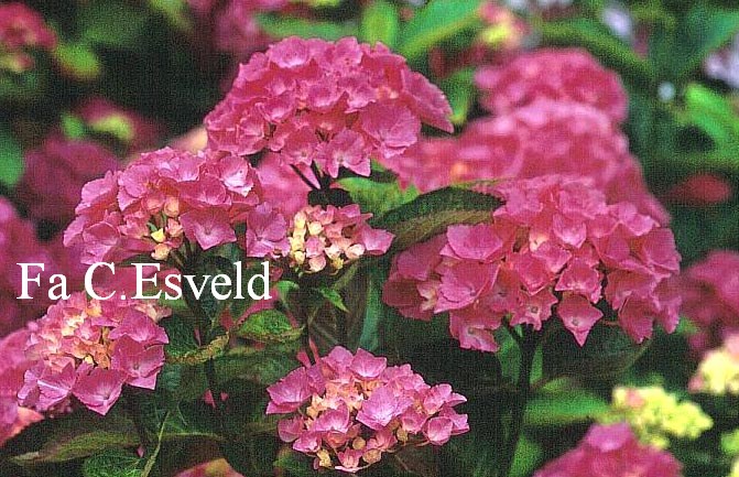 Hydrangea macrophylla 'Draps Pink'