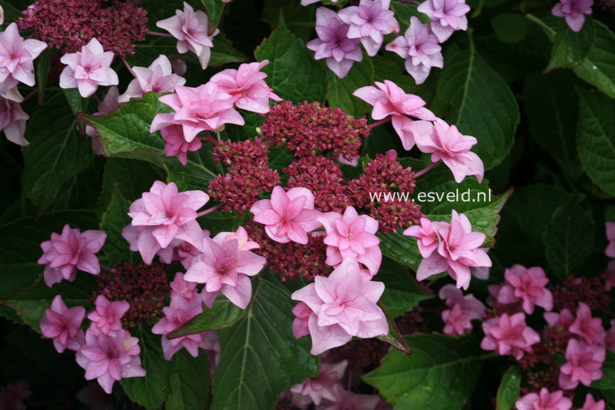 Hydrangea macrophylla 'Etoile Violette'