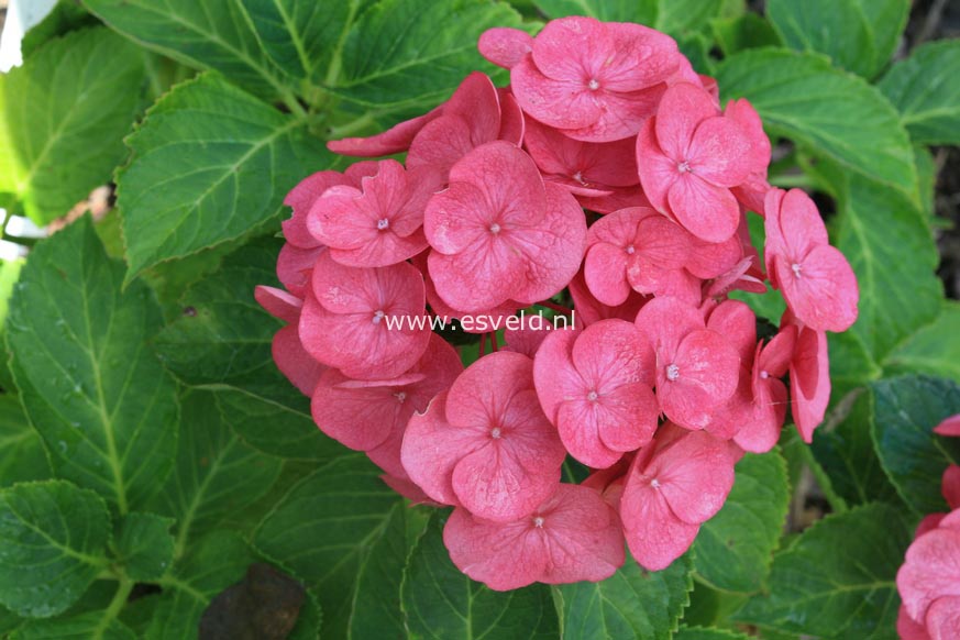 Hydrangea macrophylla 'Eugen Hahn'