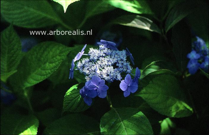 Hydrangea macrophylla 'Ezo joshino'