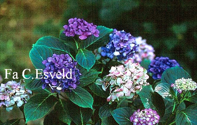 Hydrangea macrophylla 'Favourite'