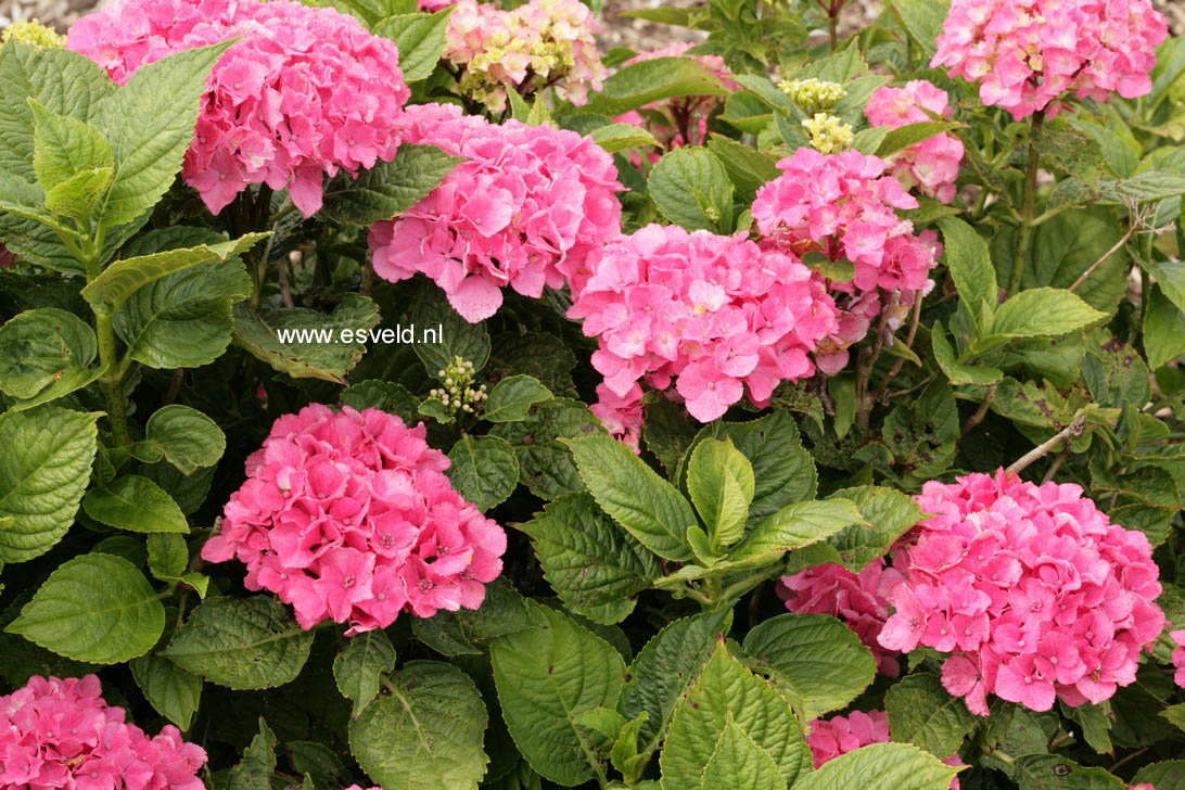 Hydrangea macrophylla 'Fiancailles'