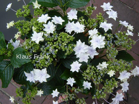 Hydrangea macrophylla 'Fireworks White'