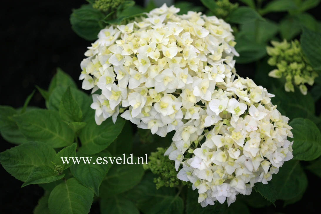 Hydrangea macrophylla 'First White'
