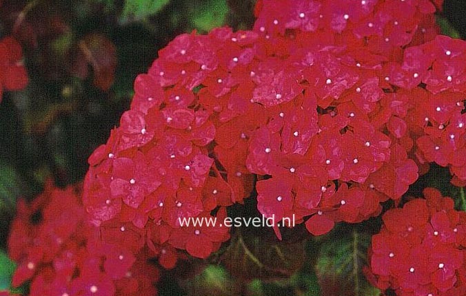 Hydrangea macrophylla 'Flamboyant'