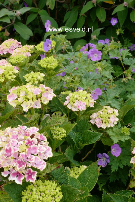 Hydrangea macrophylla 'Frau Mariko'