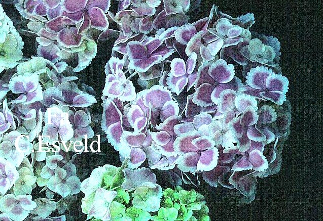 Hydrangea macrophylla 'Frau Momoka'