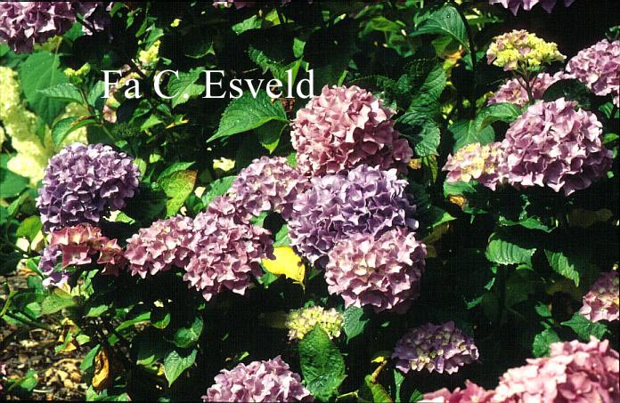 Hydrangea macrophylla 'Gartendirektor Kuehnert'