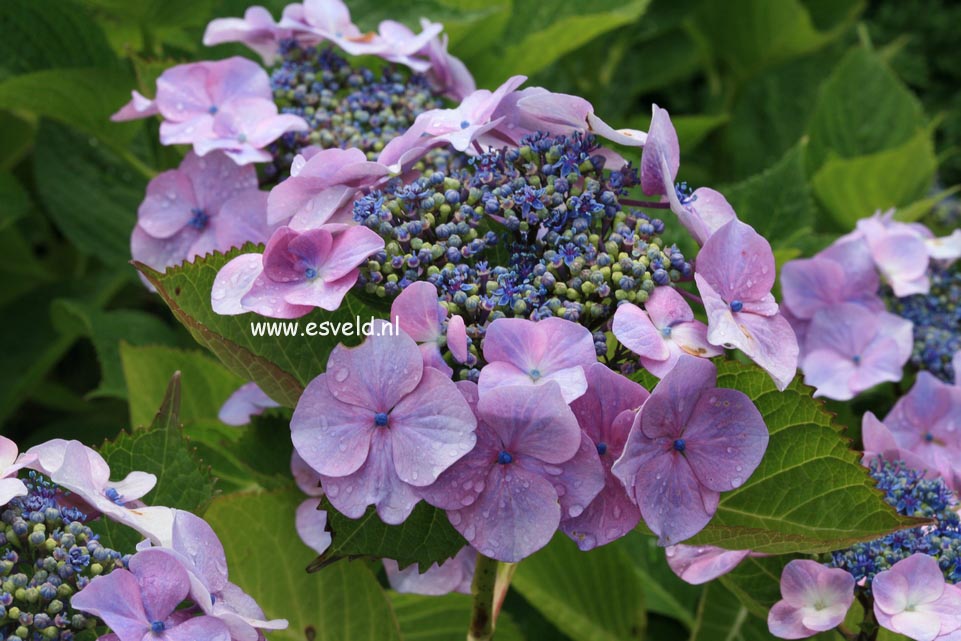 Hydrangea macrophylla 'Geisha'