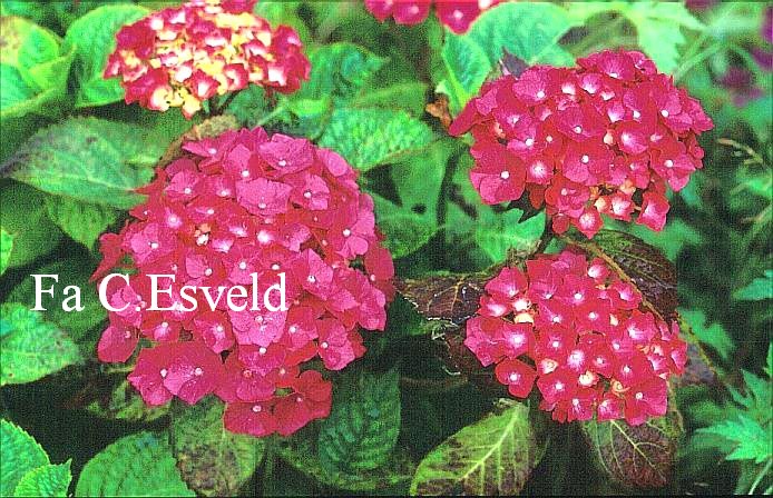 Hydrangea macrophylla 'General Patton'