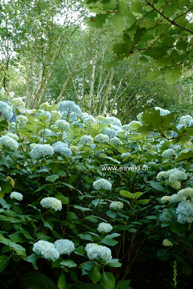 Hydrangea macrophylla 'Generale Vicomtesse de Vibraye'