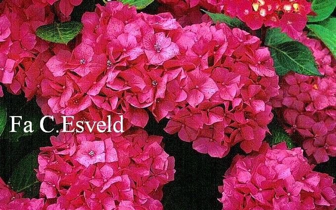 Hydrangea macrophylla 'Glenfuren'