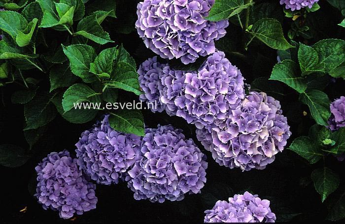 Hydrangea macrophylla 'Gloria'