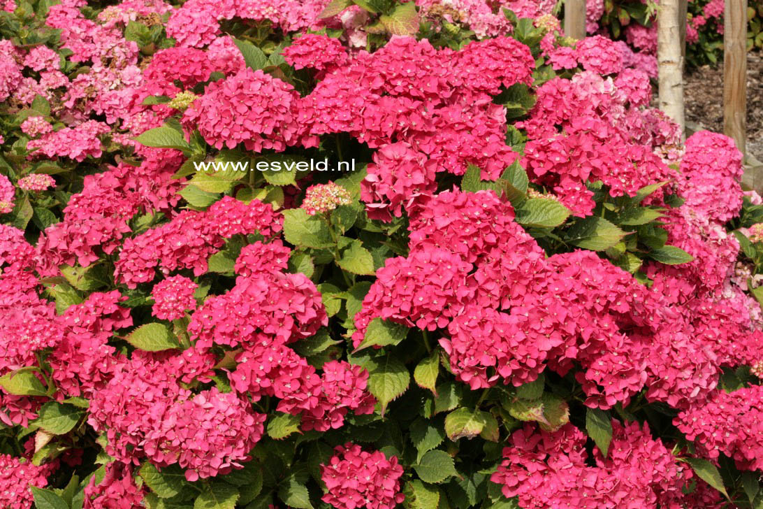Hydrangea macrophylla 'Golacha'
